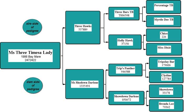 Ms Three Timesa Lady Pedigree