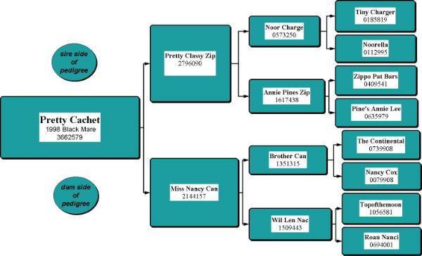Pretty Cachet Pedigree