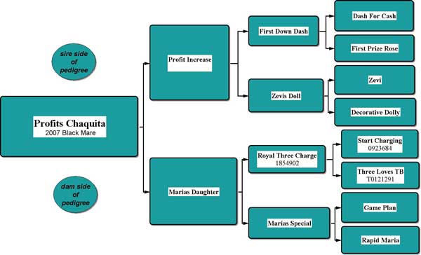 Profits Chaquita Pedigree