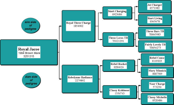 Royal Jacee Pedigree