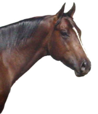 Royal Three Dash
