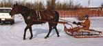 Carol Haight driving sled