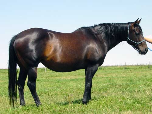 Royal Jacee