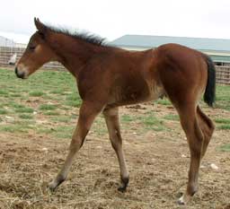 Dashin Hawk - May 2009