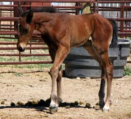 Dashin Hawk at 3 days