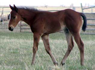 Dashin Hawk - May 2009