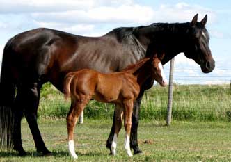 Chrome Profits and dam Royal Jacee