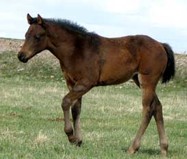 Jillion Dollar Baby - May 2009