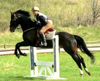 Docs Profit Sea, aka Zander, owned and shown by Leslie Skinner