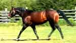 Royal Three Dash