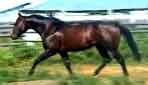 Royal Three Dash