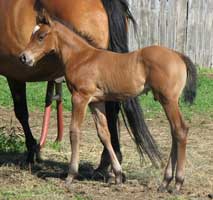 buckskin stud colt