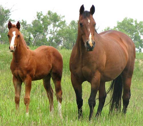 Ms Three Timesa Lady and 2010 foal