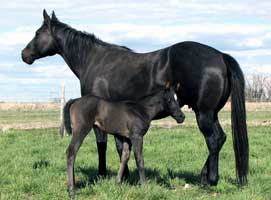 Annette N Profits and dam Royals Nanette