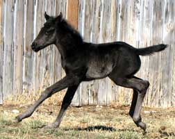 Dashin N My Silks 4 days old
