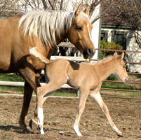 Zippin Dellena one day old and dam Royal Dellita