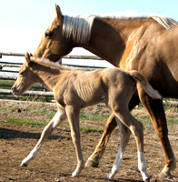 Zippin Dellena one day old and dam Royal Dellita