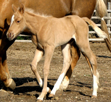 Zippin Dellena one day old