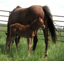 sorrel stud colt and dam Miss Braveheart