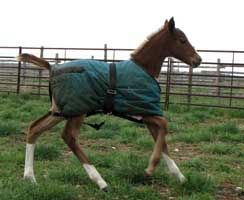 Profits Primadona 4 days old