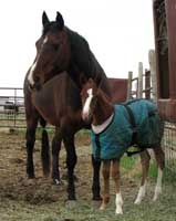 Profits Primadona and dam Three Timesa Lady
