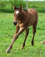 Pending, buckskin stud colt, 6-14-2010