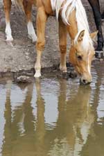 Royal Dellita and her reflection