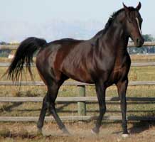 Royal Three Dash (Dr J)