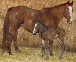 2012 Bay colt, star, strip and snip