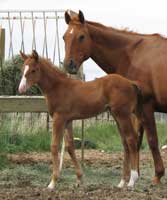 Profit Increase foal