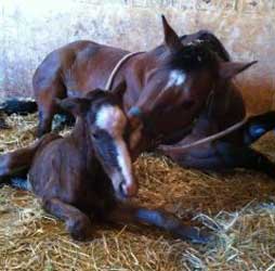 April Fools Day Foal aka Peyton Grace