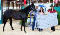 Profits Black Peral - High Selling Filly  2013 MBG