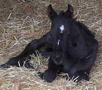 Perks Alive filly