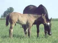Dam and foal