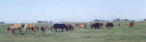 Brood Mares in field