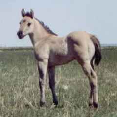 Buckskin foal