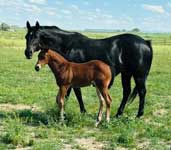 BNH Montana design, and her This Guyz a Keeper, aka  Keepin the Design, 2024 colt.