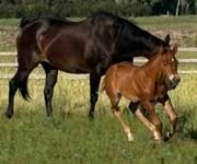 2025 filly