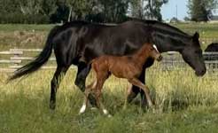 Profits Vaquero Stud