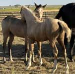 Vaqueros Dellita- Sold