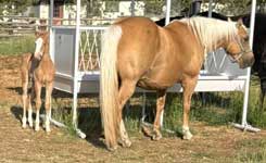 Vaqueros Dellita