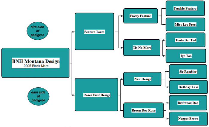 BNH Montana Design
