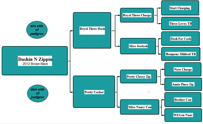 Dashin N Zippin Pedigree