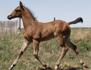 Dr. J's foals 2006