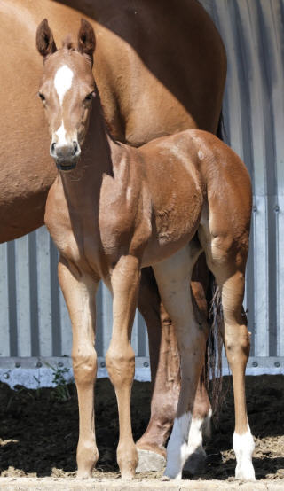 Dr. J's foals 2006