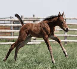 2006 filly