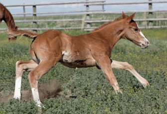 2006 colt