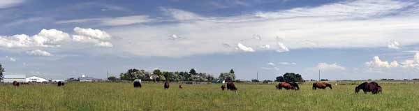 Prairie Breeze broodmares