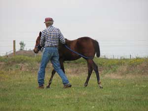 Larry halter breaking a Profit foal, it is so Easy!