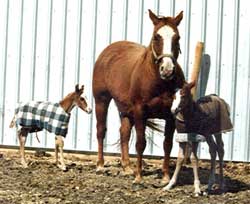 March 1989, Sugar Flash and twins